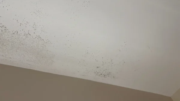 Pared con moho
