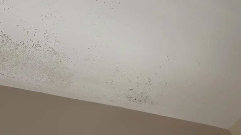 Pared con moho